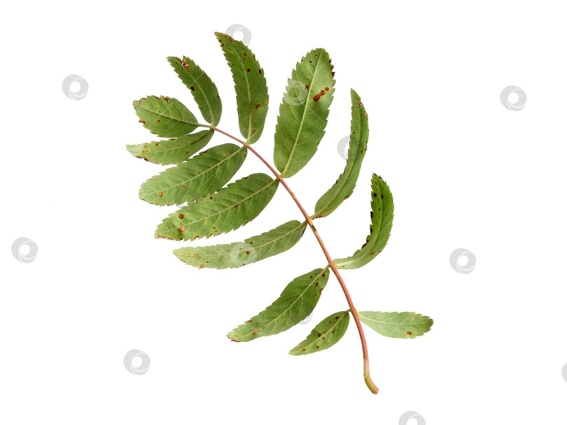 Скачать Макрос сложного листа рябины с красноватым стеблем, выделенный на белом фоне, готов к печати. Чрезвычайно высокое разрешение фотосток Ozero