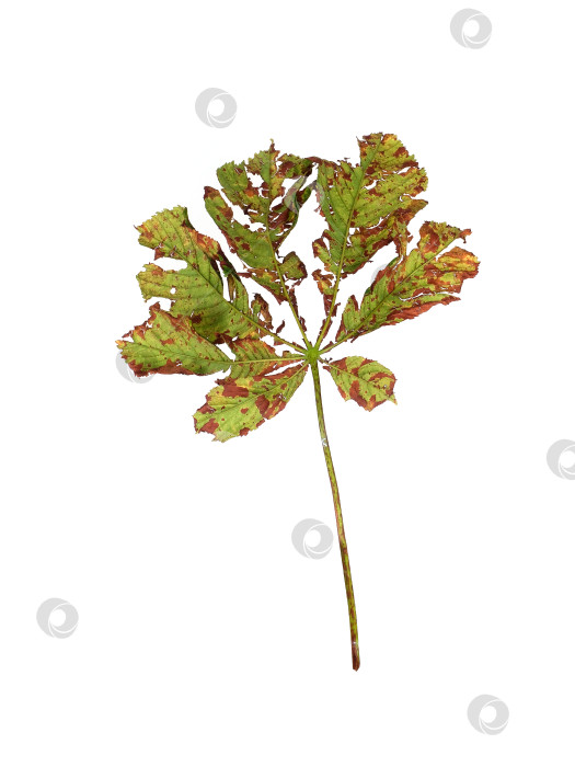 Скачать Изолированный поврежденный лист каштана с коричневыми пятнами на белом фоне, готовый к вырезанию фотосток Ozero
