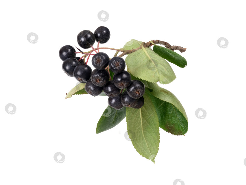 Скачать Свисающая ветка черноплодной рябины с темно-синими ягодами, выделенными на белом фоне, вырез готов фотосток Ozero