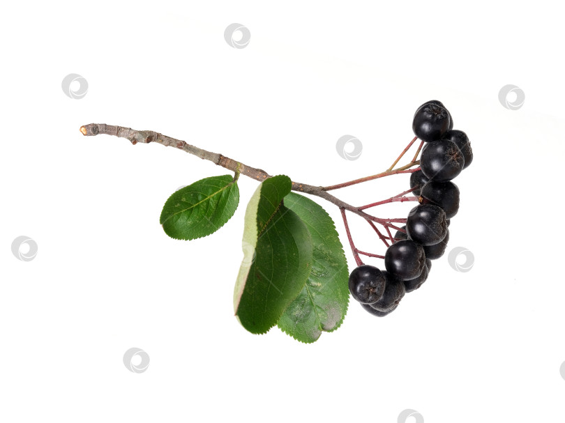 Скачать Свисающая ветка черноплодной рябины с темно-синими ягодами, выделенными на белом фоне, вырез готов фотосток Ozero
