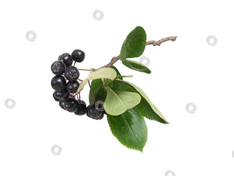 Скачать Свисающая ветка черноплодной рябины с темно-синими ягодами, выделенными на белом фоне, готова к вырезанию. Чрезвычайно высокое разрешение фотосток Ozero