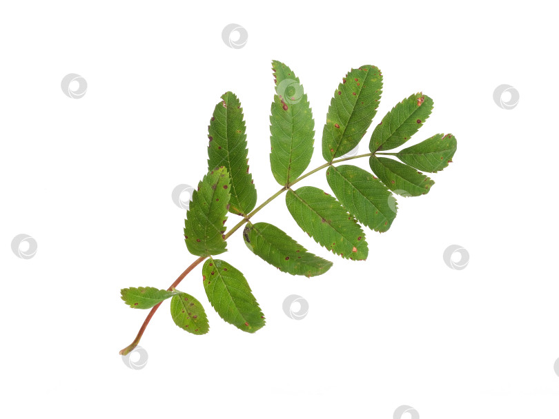 Скачать Макрос сложного листа рябины с красноватым стеблем, выделенный на белом фоне, готов к вырезанию фотосток Ozero