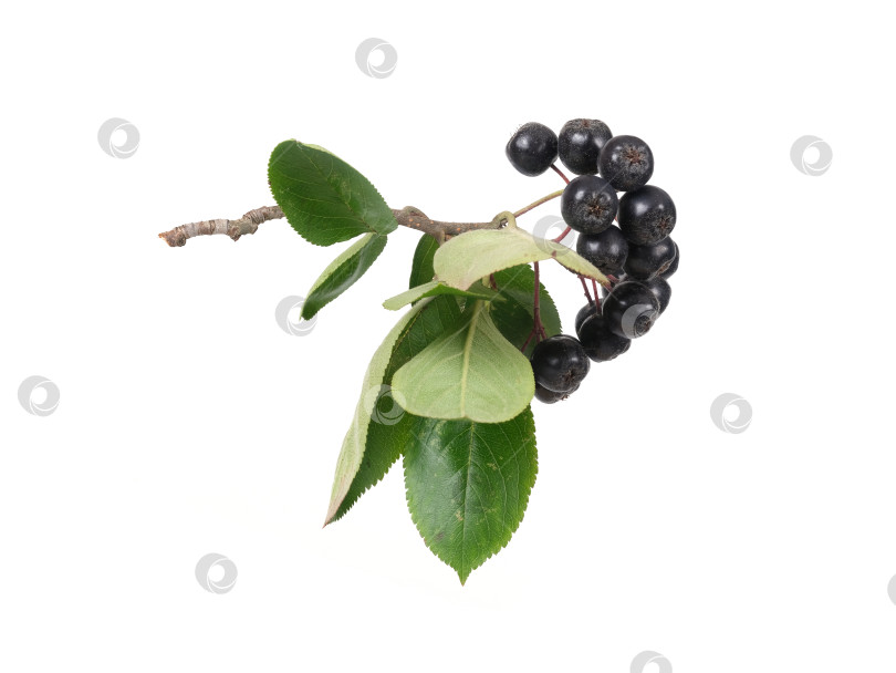 Скачать Свисающая ветка черноплодной рябины с темно-синими ягодами, выделенными на белом фоне, вырез готов фотосток Ozero