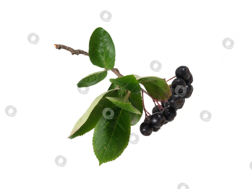 Скачать Свисающая ветка черноплодной рябины с темно-синими ягодами, выделенными на белом фоне, вырез готов фотосток Ozero