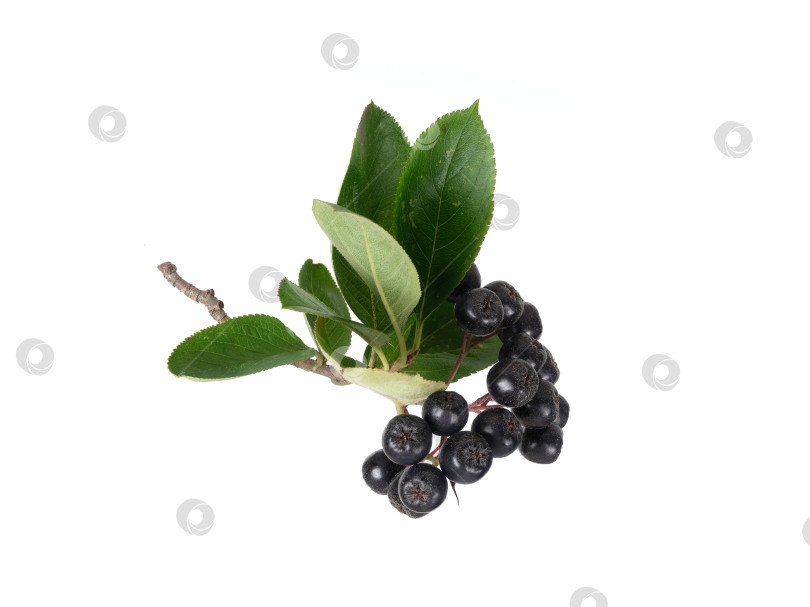 Скачать Свисающая ветка черноплодной рябины с темно-синими ягодами, выделенными на белом фоне, готова к вырезанию. Чрезвычайно высокое разрешение фотосток Ozero