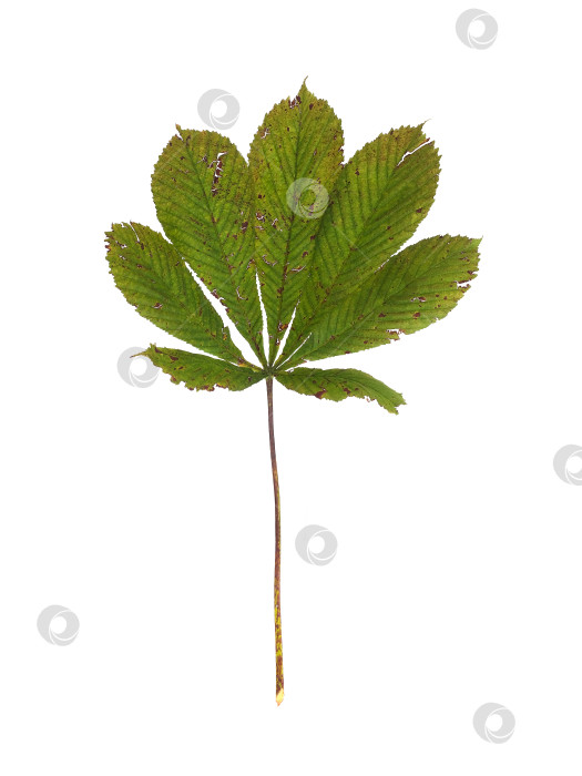 Скачать Подробный макрос поврежденного листа каштана, выделенный на белом фоне, готов к печати. Чрезвычайно высокое разрешение фотосток Ozero