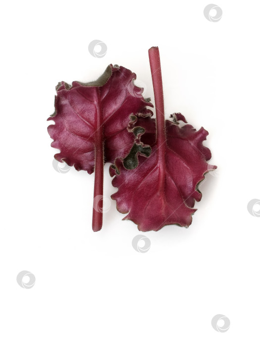 Скачать Два бордовых фиолетовых листа, выделенных на белом фоне, с чрезвычайно высоким разрешением фотосток Ozero