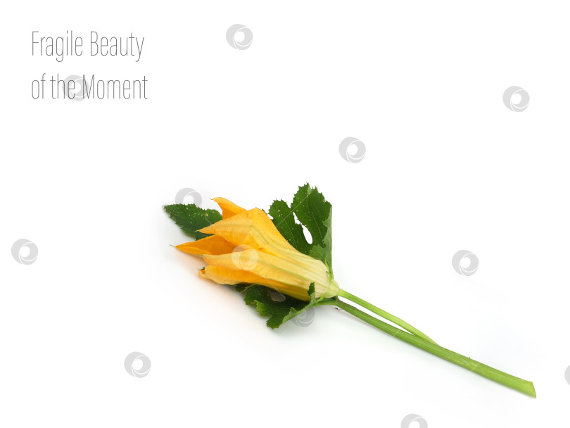 Скачать Цветок тыквы, выделенный на белом фоне, готов к вырезанию фотосток Ozero