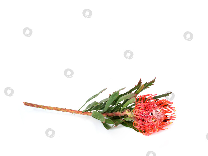 Скачать Цветок лейкоспермума (подушечки для булавок), выделенный на белом фоне, готов к вырезанию. Чрезвычайно высокое разрешение фотосток Ozero