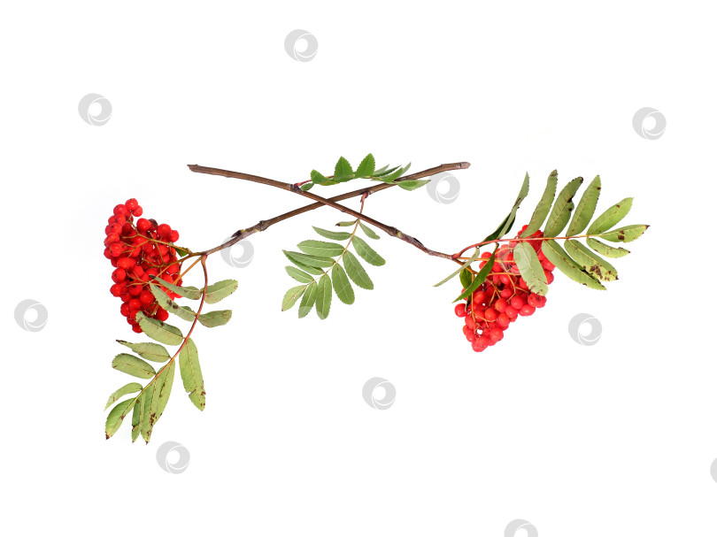 Скачать Ветки с ярко-красными ягодами рябины и зелеными листьями, выделенные на белом фоне, вырез готов фотосток Ozero