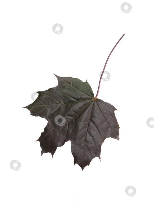 Скачать Темно-бордовый кленовый лист, выделенный на белом фоне, детализированный крупный план в высоком разрешении, готовый к вырезанию фотосток Ozero