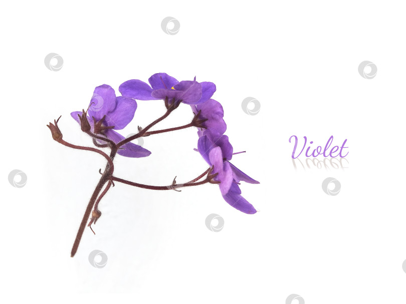 Скачать Ветка с фиолетово-фиолетовыми цветами и рукописной каллиграфией, выделенная на белом фоне, с чрезвычайно высоким разрешением фотосток Ozero