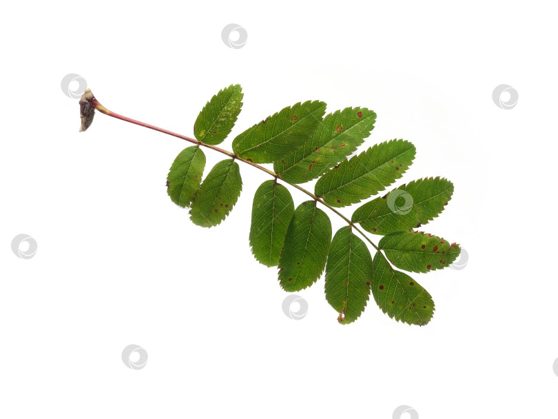 Скачать Макрос сложного листа рябины с красноватым стеблем, выделенный на белом фоне, готов к вырезанию фотосток Ozero