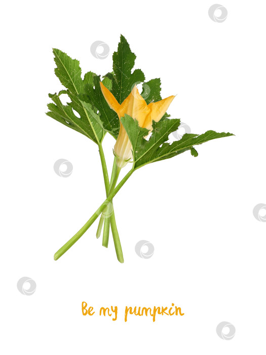 Скачать Букет из тыквенных цветов с надписью "Будь моей тыквой", выделенной на белом фоне, готов к вырезанию фотосток Ozero