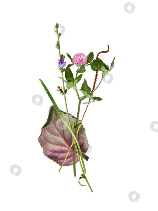 Скачать Фантазийный букет из полевых цветов и растений, выделенных на белом фоне, готов к вырезанию фотосток Ozero