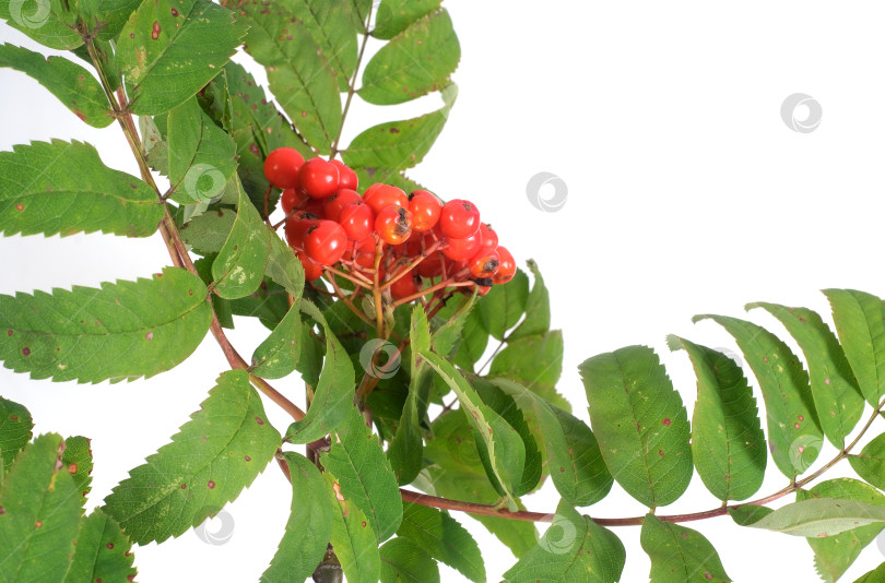 Скачать Ветка рябины с ярко-красными ягодами и зелеными листьями на белом фоне для оформления плаката или поздравительной открытки. Чрезвычайно высокое разрешение фотосток Ozero