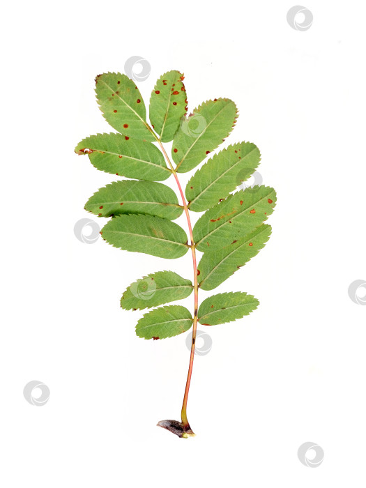 Скачать Макрос сложного листа рябины с красноватым стеблем, выделенный на белом фоне, готов к вырезанию фотосток Ozero