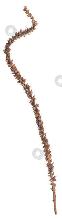 Скачать Высушенный цветонос подорожника, выделенный на белом фоне, готовая вырезка. Чрезвычайно высокое разрешение фотосток Ozero