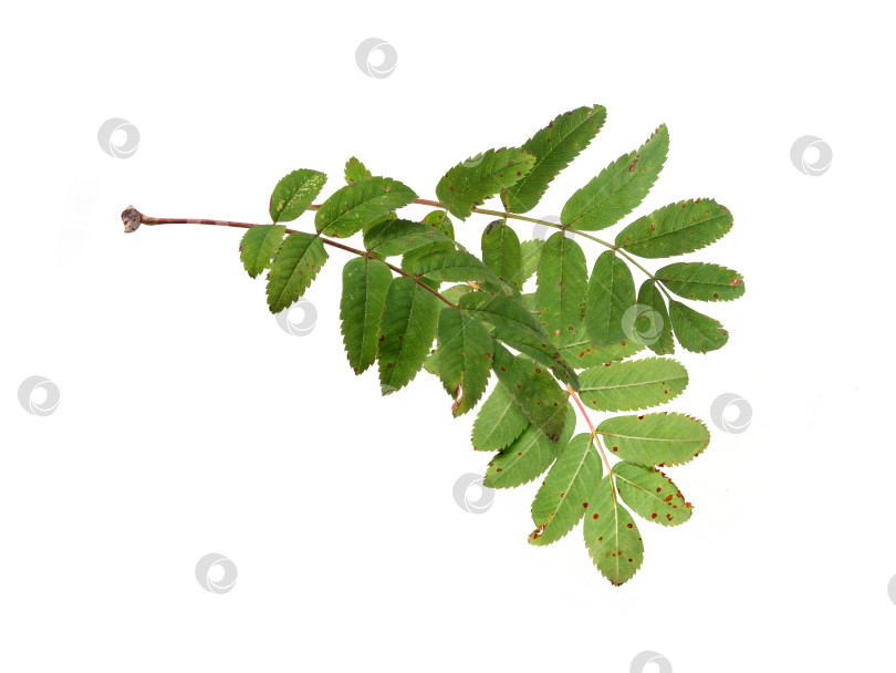 Скачать Макрос со сложными листьями рябины и красноватым стеблем на белом фоне, готовый к печати. Чрезвычайно высокое разрешение фотосток Ozero