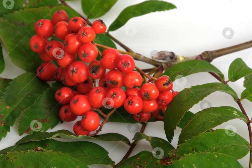 Скачать Ветка рябины с ярко-красными ягодами и зелеными листьями на белом фоне для оформления плаката или поздравительной открытки. Чрезвычайно высокое разрешение фотосток Ozero