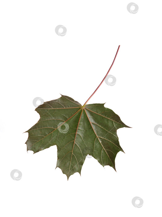 Скачать Макросъемка нижней стороны темного кленового листа, выделенного на белом фоне, детальная прожилка, вырез готов фотосток Ozero