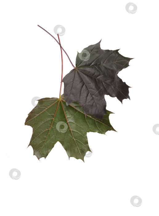 Скачать Два темно-бордовых кленовых листа, выделенных на белом фоне, детализированный снимок крупным планом в высоком разрешении, вырез готов фотосток Ozero