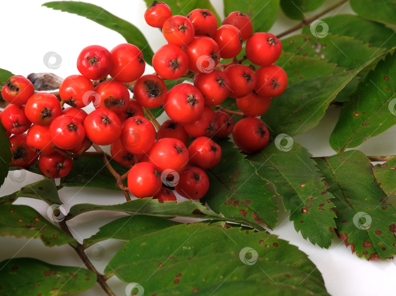 Скачать Ветка рябины с ярко-красными ягодами и зелеными листьями на белом фоне для оформления плаката или поздравительной открытки. Чрезвычайно высокое разрешение фотосток Ozero