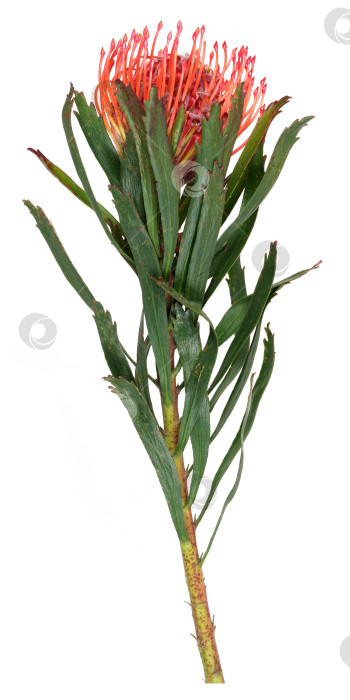 Скачать Цветок лейкоспермума (подушечки для булавок), выделенный на белом фоне, готов к вырезанию. Чрезвычайно высокое разрешение фотосток Ozero