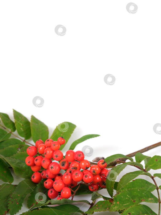 Скачать Ветка рябины с ярко-красными ягодами и зелеными листьями на белом фоне для оформления плаката или поздравительной открытки. Чрезвычайно высокое разрешение фотосток Ozero