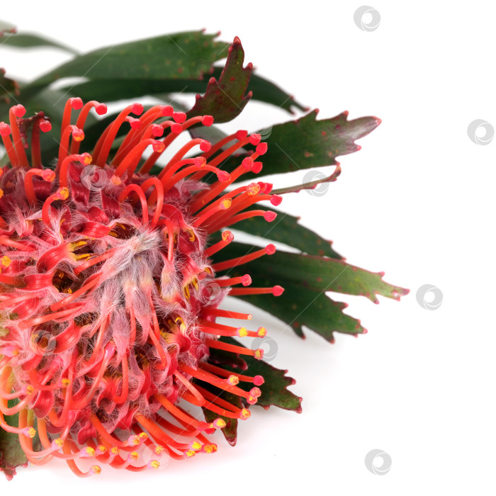 Скачать Макро-баннер с цветами лейкоспермума (подушечки для булавок), выделенный на белом фоне, готов к вырезанию. Чрезвычайно высокое разрешение фотосток Ozero