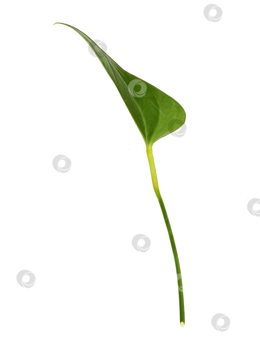Скачать Одиночный лист антуриума в форме сердца, выделенный на белом фоне, чрезвычайно высокое разрешение фотосток Ozero