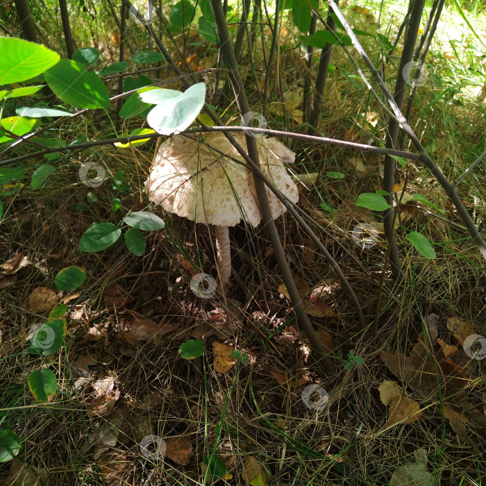 Скачать Зонт. фотосток Ozero