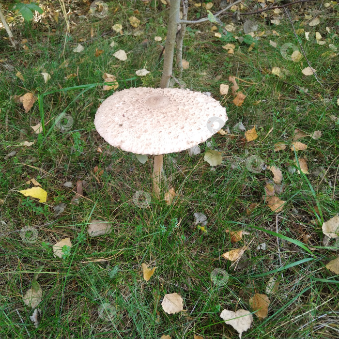 Скачать Зонт. фотосток Ozero