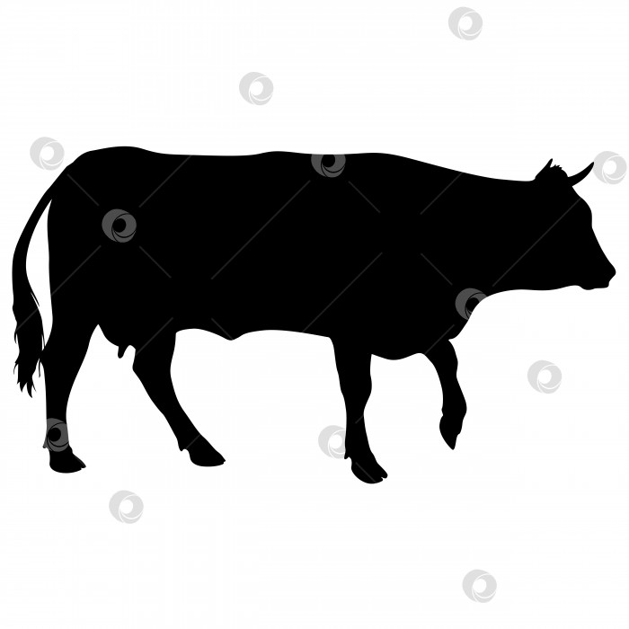 Скачать Черный силуэт дойной коровы на белом фоне фотосток Ozero