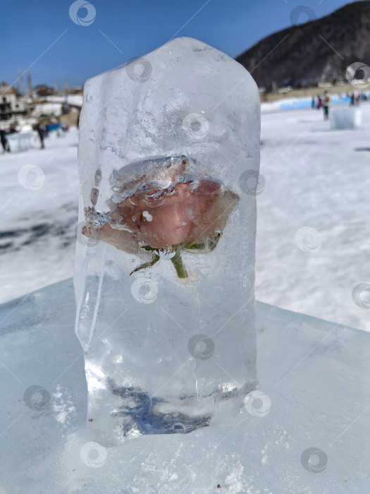 Скачать Роза во льду фотосток Ozero