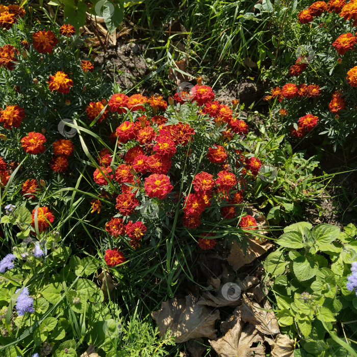 Скачать Цветы. фотосток Ozero