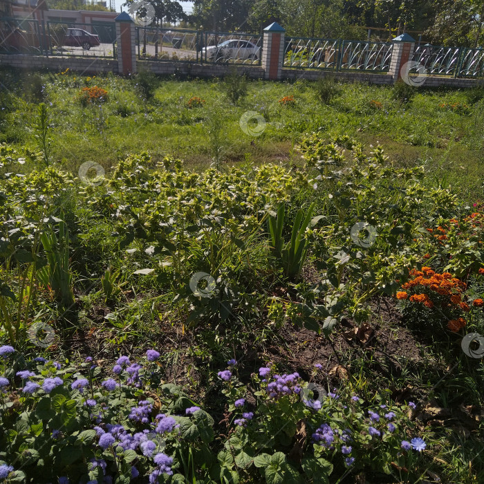 Скачать Цветы. фотосток Ozero