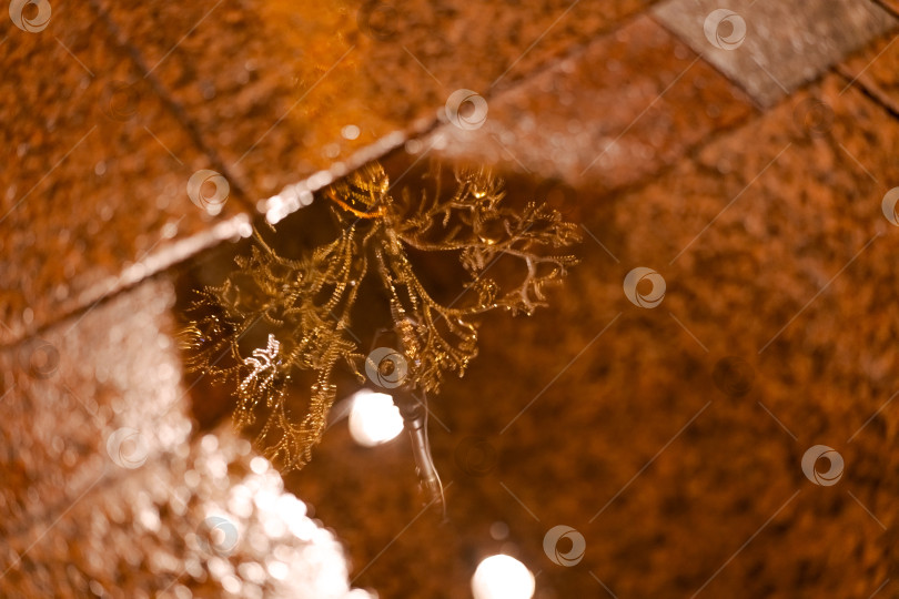 Скачать Лист отражается в луже воды фотосток Ozero