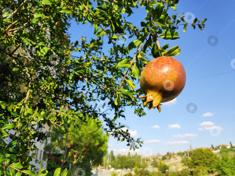 Скачать Красные плоды, свисающие с дерева фотосток Ozero