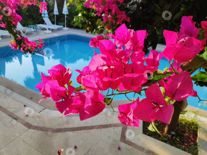 Скачать Розовый цветок растет на дереве рядом с бассейном фотосток Ozero
