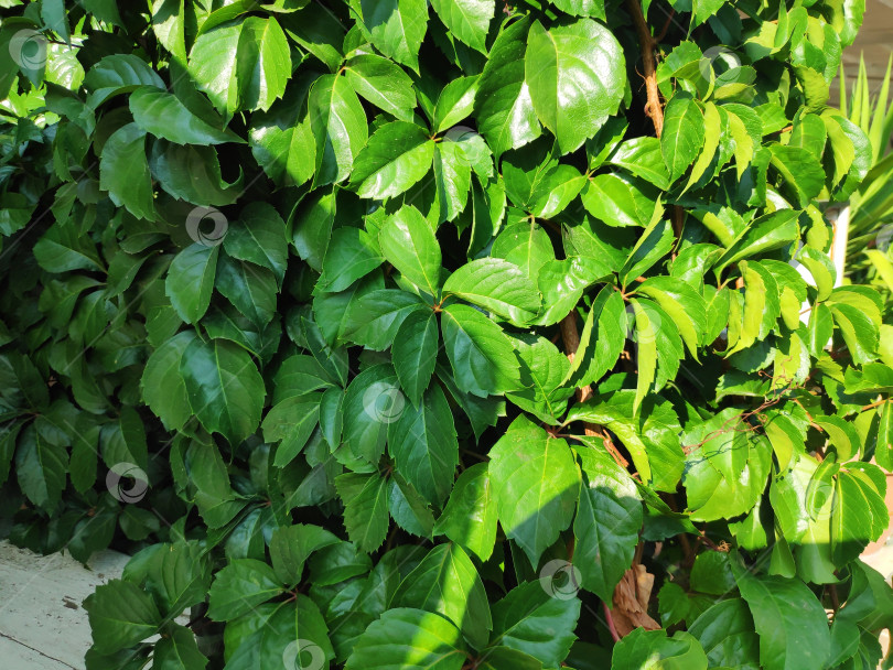 Скачать Зеленый куст с листьями фотосток Ozero