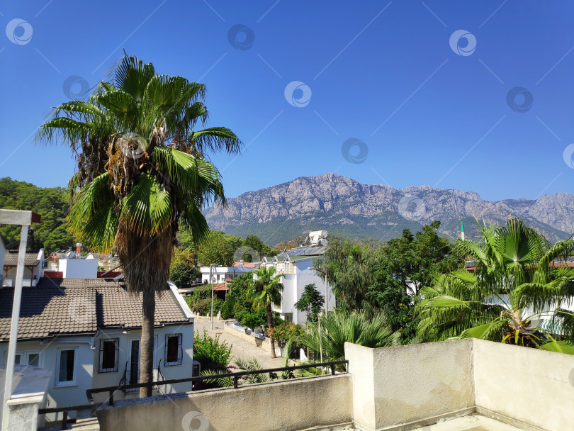 Скачать Пальма стоит перед зданием фотосток Ozero