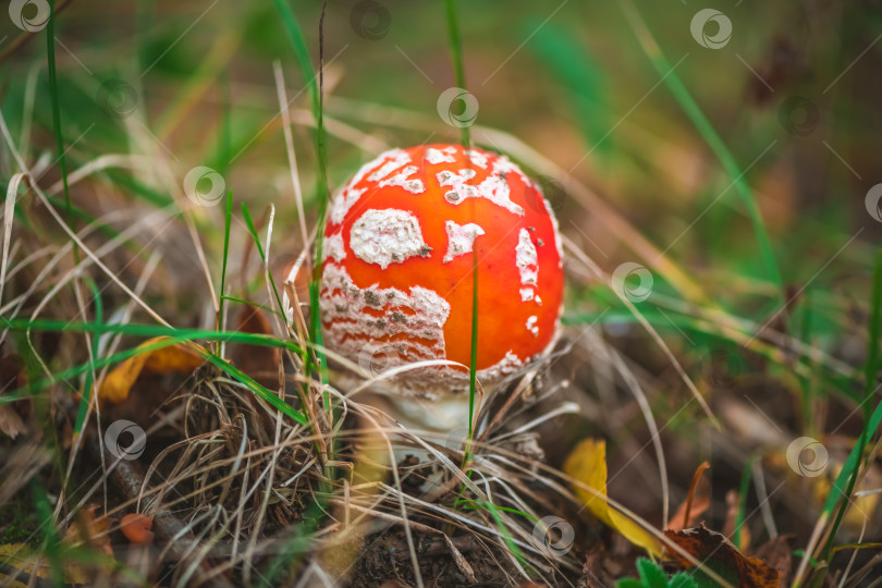 Скачать Яркий гриб amanita muscaria пробивается сквозь лесную подстилку, демонстрируя свою характерную оранжевую шляпку с белыми бородавками среди опавших листьев в осеннем лесу фотосток Ozero