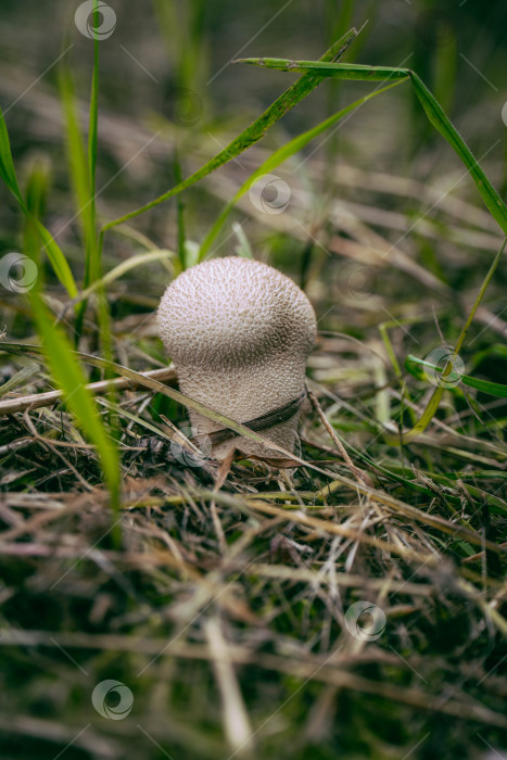 Скачать Гриб рождественский (Lycoperdon perlatum) фотосток Ozero