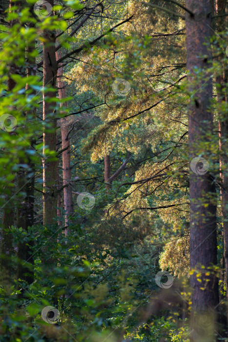 Скачать Осенний парк Александрино в Санкт-Петербурге фотосток Ozero