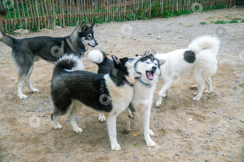 Скачать Собаки породы Хаски фотосток Ozero