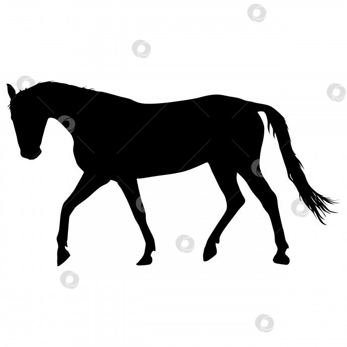 Скачать силуэт черной лошади-мустанга векторная иллюстрация фотосток Ozero