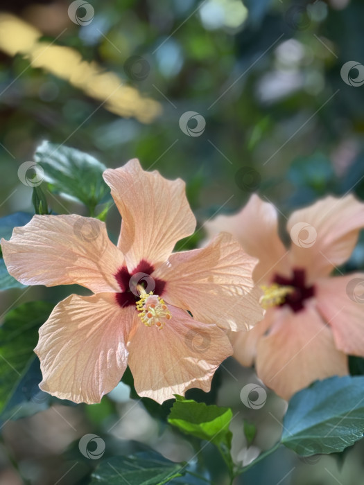 Скачать Цветы гибискуса с розовыми лепестками в саду, подходящие для оформления фона или природной тематики фотосток Ozero