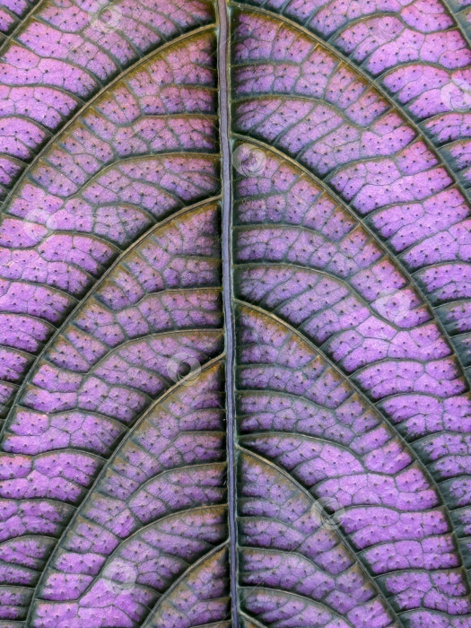 Скачать Крупный план ярких, красочных листьев с замысловатыми узорами в качестве естественного фона фотосток Ozero