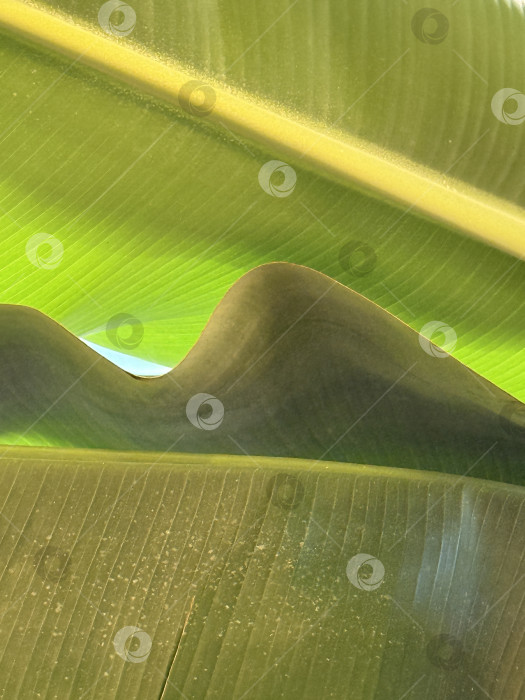 Скачать Банановые листья накладываются друг на друга, создавая узор, а солнечный свет выделяет текстуры, подходящие в качестве фона фотосток Ozero